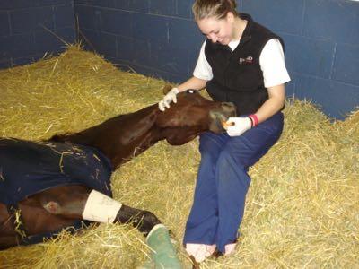 Ryan with sleeping horse