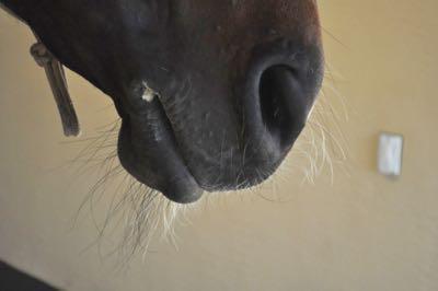 profile of black horse with whiskers