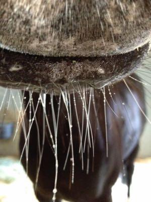 drops of water on horse whiskers