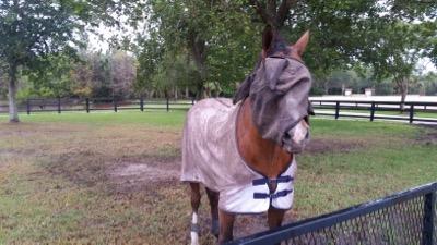 Tim Gaskel pro groom horse