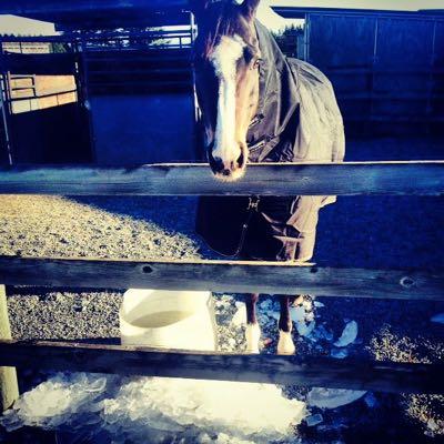 horse-in-cold-weather