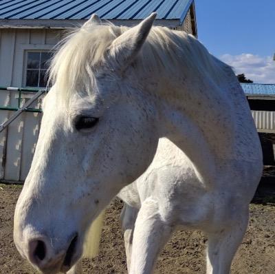 horse with ears pinned back