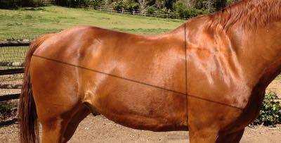 places to measure your horse's weight