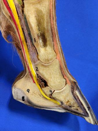 cross section of hoof with a thin sole