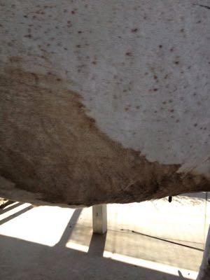 urine-stain-on-horse