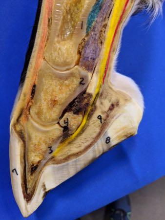 cross section of hoof with a thick sole