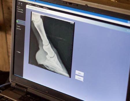 hoof x ray on a screen