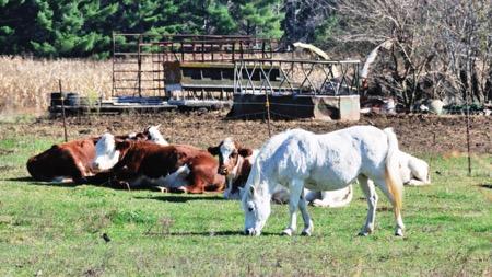 white pony grazing with cows