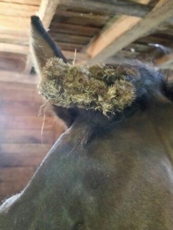 burrs stuck in horse forelock
