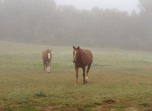 two horses in the fog in their pasture