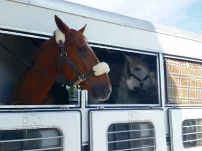 two horses in a trailer taking a break