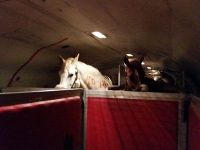 horses on a plane