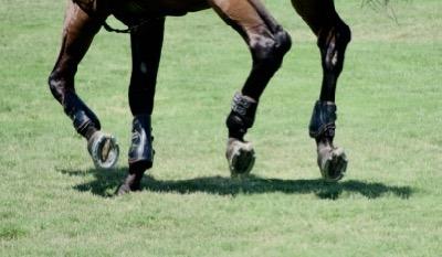 horse with caulks and boots cantering on grass field