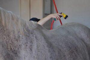 horse-bath-wash-rack