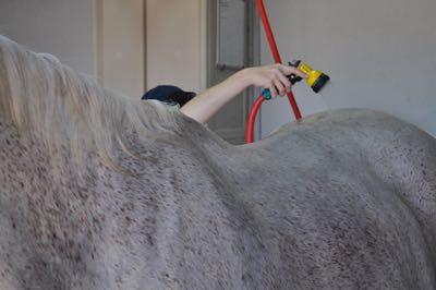 horse-bath-wash-rack