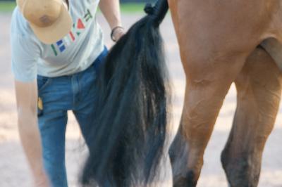groom working on a horse's tail at a horse show