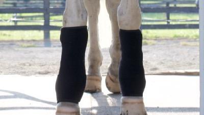 ice on horse front legs for arthritis