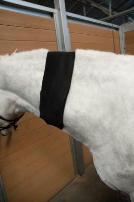 ice pack on horse neck after vaccine reaction