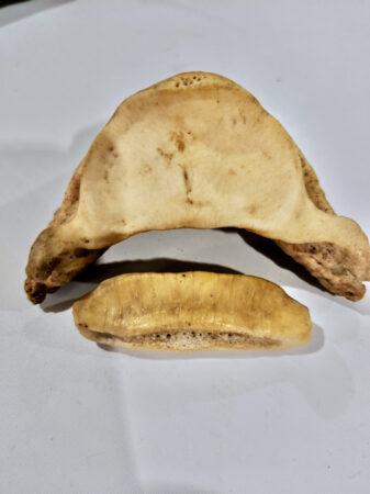 coffin bone and navicular bone