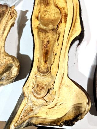 inside of horse lower leg