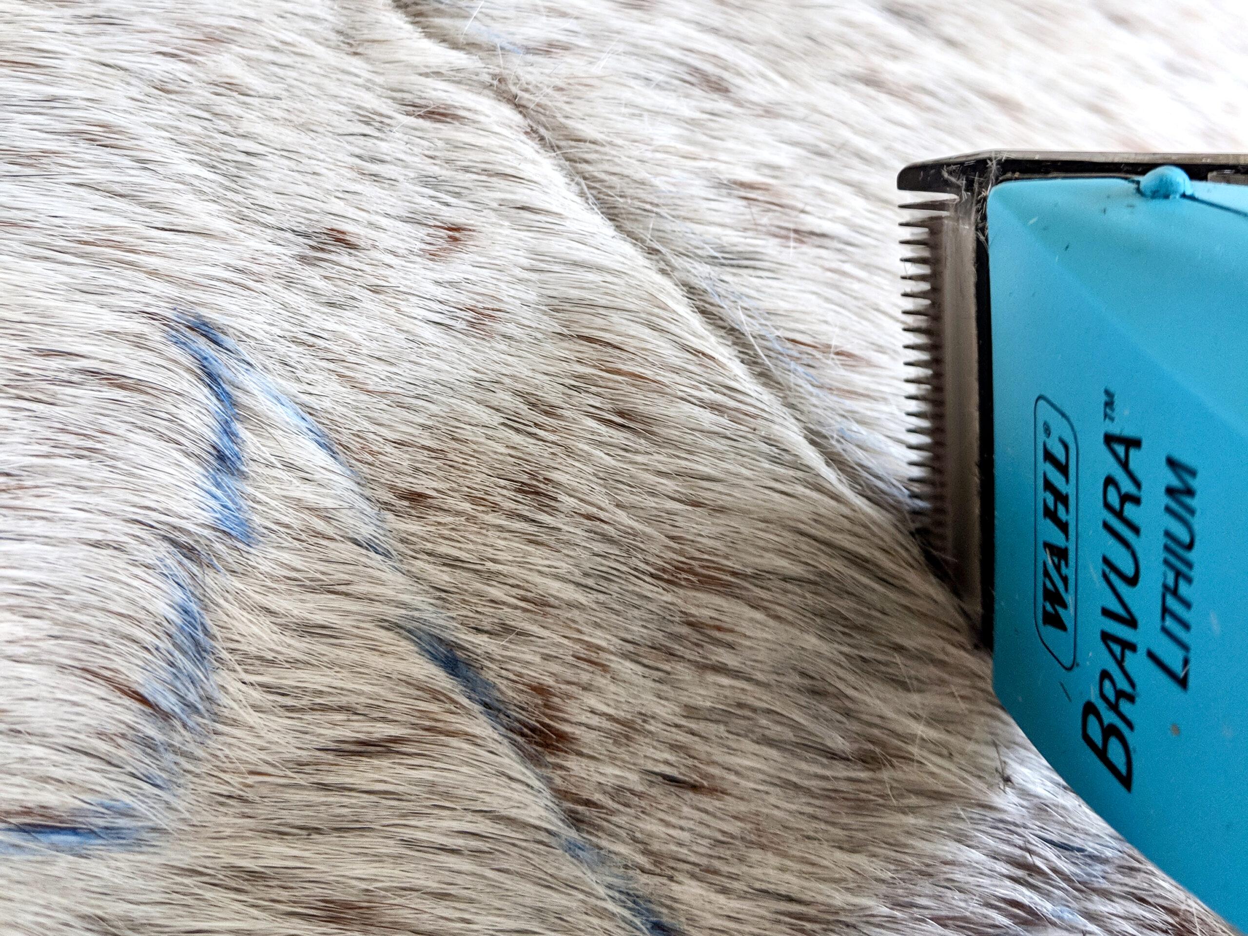 horse trimmers like a pencil outlining a design on a horse