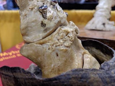 ringbone in horses after surgery