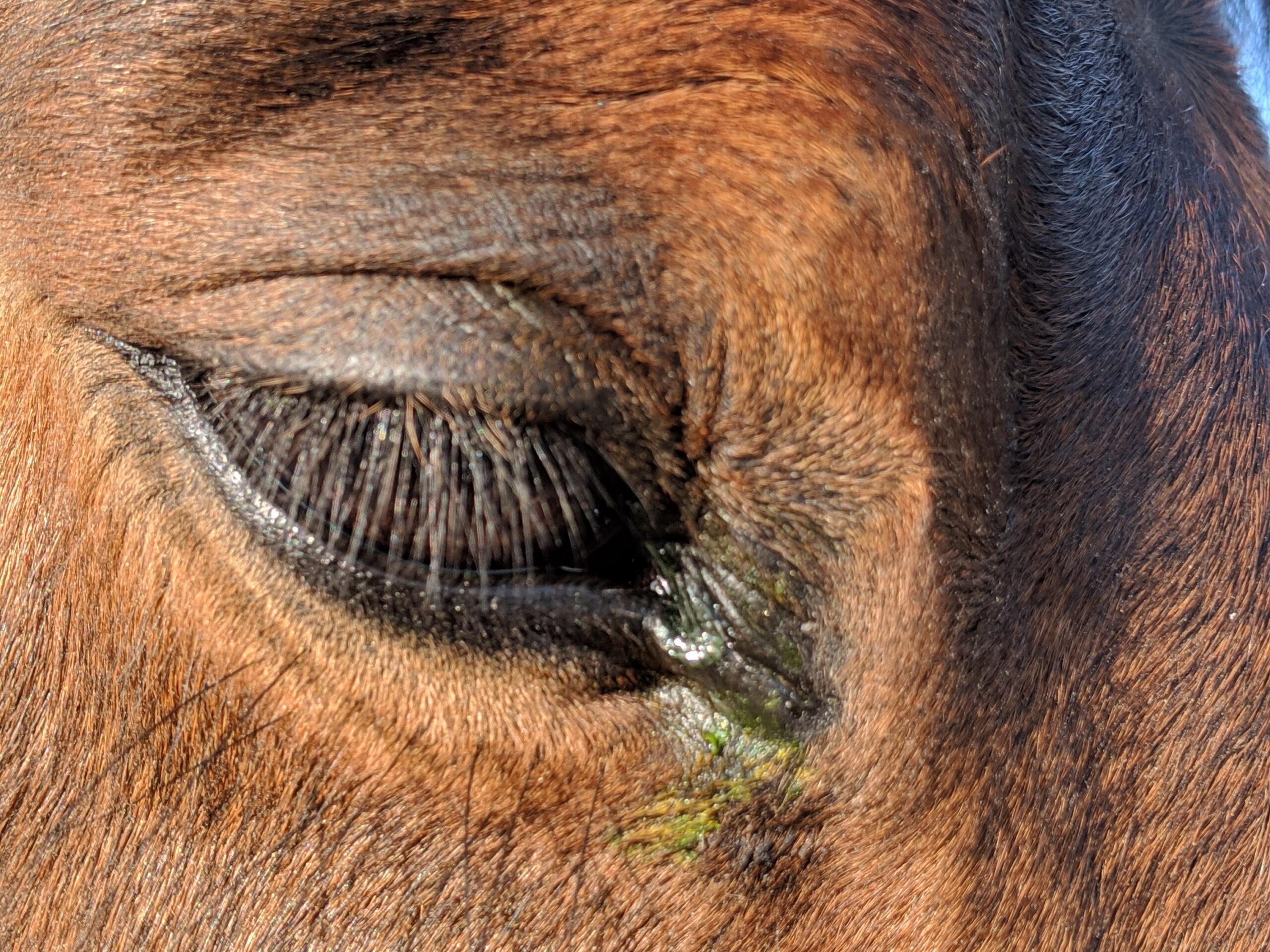 green eye stain in the corner of a horse's eye than can alert to ulcers