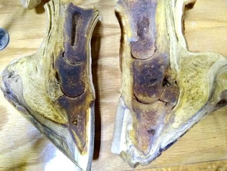 horse hoof anatomy showing laminitis and normal