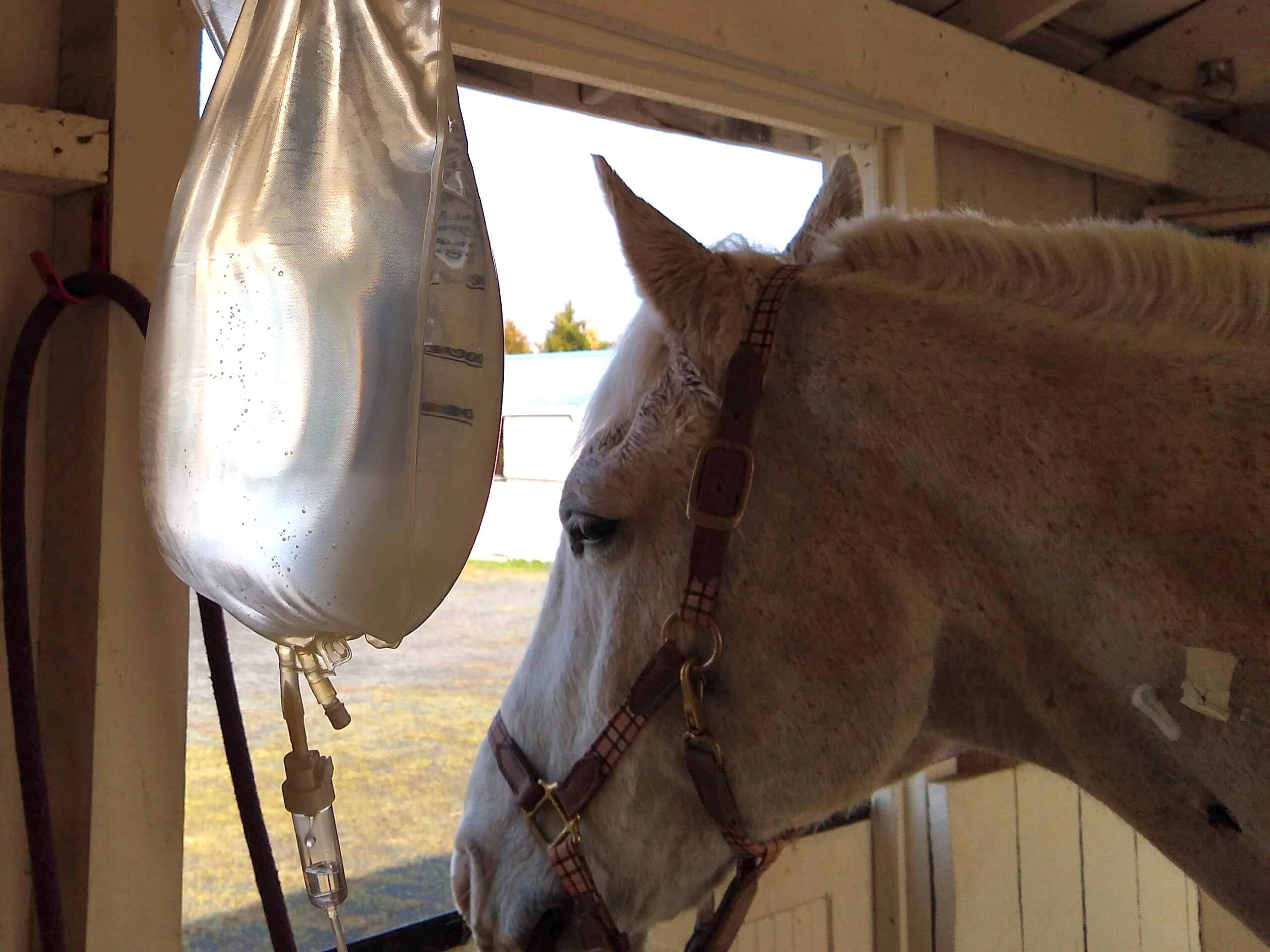 gray horse in a stall getting 5 liters of fluids in and IV