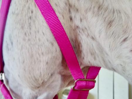 greenguard equine halter for grazing muzzle under the throat latch