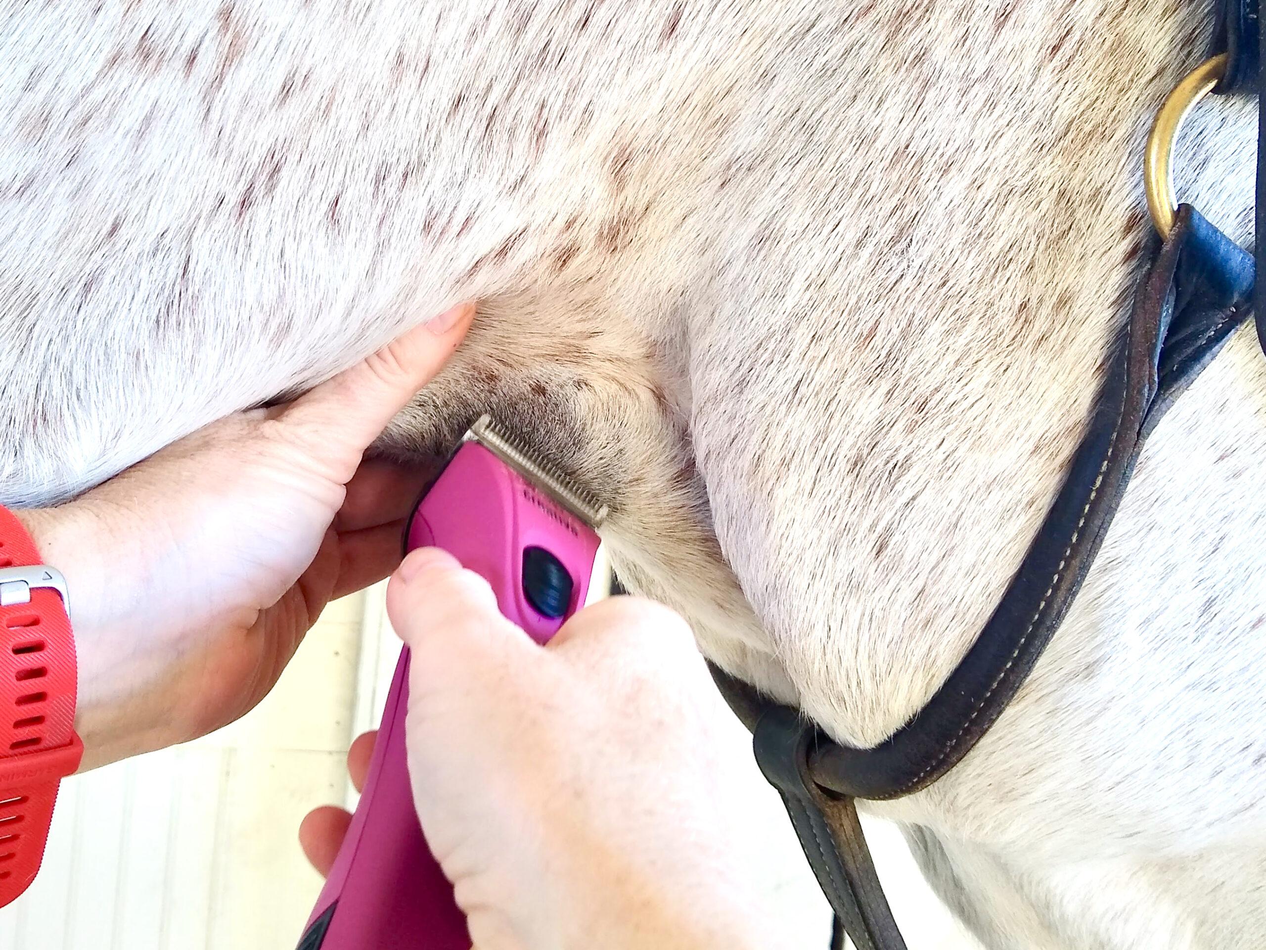 horse trimmers tidying up the throat latch area