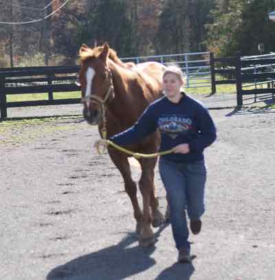 jogging a horse for a vet exam