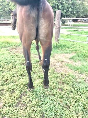 swollen hind leg and butt cheeks of horse