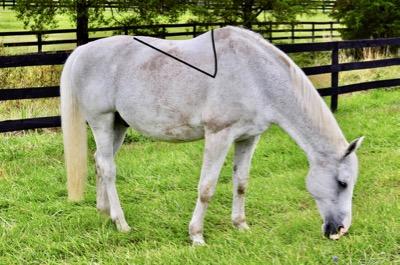 lattissiumus muscle marked on a horse back
