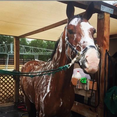 soapy horse
