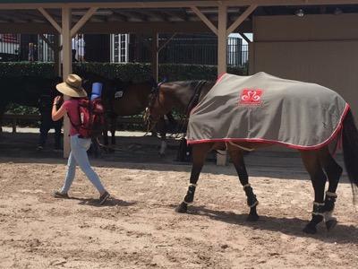 Lauren walking a horse at a show