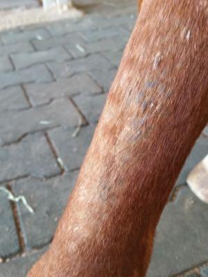 cannon keratosis on a horse hind leg cannon bone