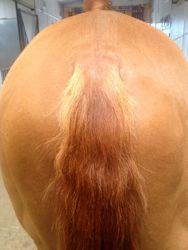 after a little tail top trim