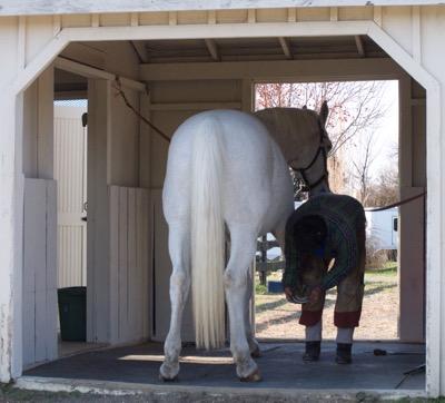 farrier working in an open horse stall