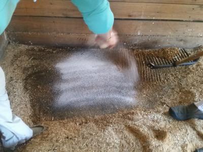 sweet pdz zeolites being spread in a stall