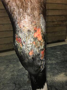 open ulcers from cellulitis on a horse leg