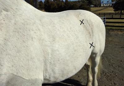 where to listen to gut sounds on a horse near the flank