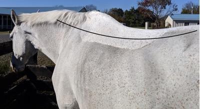 longissimus muscle marked out on a horse back