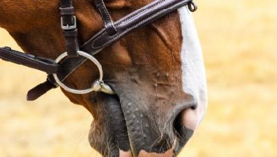 plain cavesson noseband