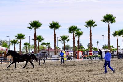 dark horse being lunged at a horse show
