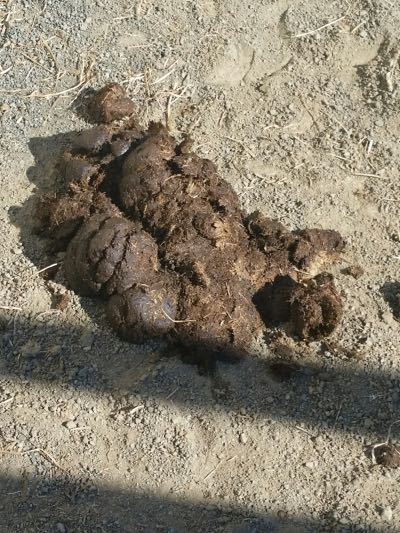 normal manure pile for a horse