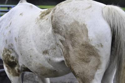 manure-stained-horse