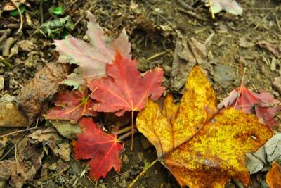 red and yellow leaves on the ground