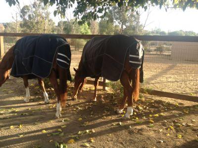 two horses wearing matching blankets with reflective stripe