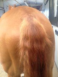 very bushy horse tail